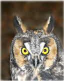 Long-eared Owl portrait