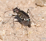 Punctured or Sidewalk Tiger Beetle