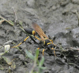  Sphecid Wasp, Yellow and Black Mud Dauber,  Sceliphron caementarium