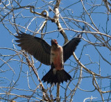 Lewiss Woodpecker 4.jpg