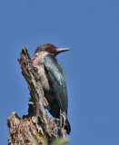 Lewiss Woodpecker 3.jpg