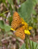 Mormon Fritillary