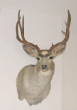 Mounted and is now at the  CDOW office in Meeker, Colorado