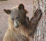 Cinnamon Cub