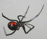 Western Black Widow, Latrodectus hesperus