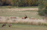 Neighborhood Herd Bull