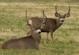 Two Little Mule Deer Bucks