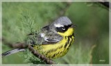 Magnolia Warbler