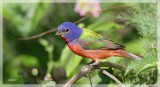 Painted Bunting