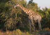 Giraffe Munching on Acacia Tree