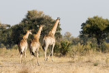 Three Giraffes