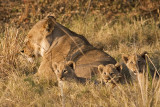 Lion Cubs with Mom