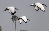 Sacred Ibis