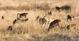 Impala and Baboons