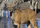 Kudu and Friend