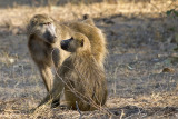 Baboons