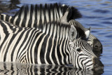 Burchells Zebra