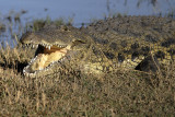 Crocodile