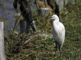 Egret