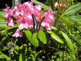 Butterfly and Rhododendron on Mt Walker