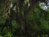 Rainforest Moss