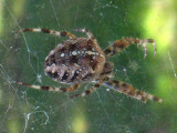 Spider Close-Up