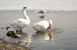 Geese in the lake