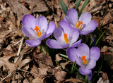 Crocus all over in the little flower bed