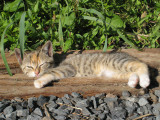 This is the life
