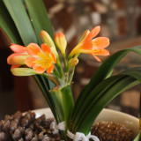 CRW_7153.JPG