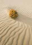Ripples