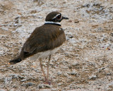 Killdeer