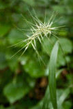 Eastern Bottlebrush Grass??