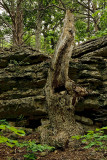 Snag and Limestone
