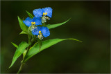 Raindrops on Asiatic Dayflower