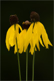 Grayhead Coneflowers