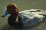 Slimbridge 0008.jpg