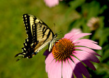 Cone Flower-Tiger Swallowtail s .jpg