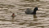 Eurasian Coot and young