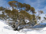 Majestic Snow Gum