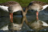 Siamese Geese