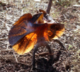 Frilly Necked Lizard