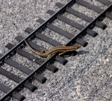 Lizard on the track