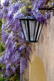 Lamp with Wisteria