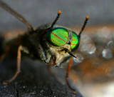 The Fly