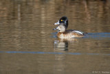 Pair of ducks