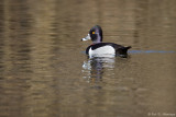 Male Ring-necked