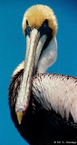 Pelican portrait