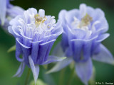 Spring flowers