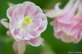 Pretty in pink